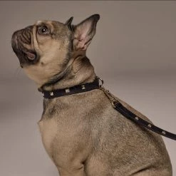 Bandolier Pet Supplies Black/gold X Small -Bandolier Online Shop org 359