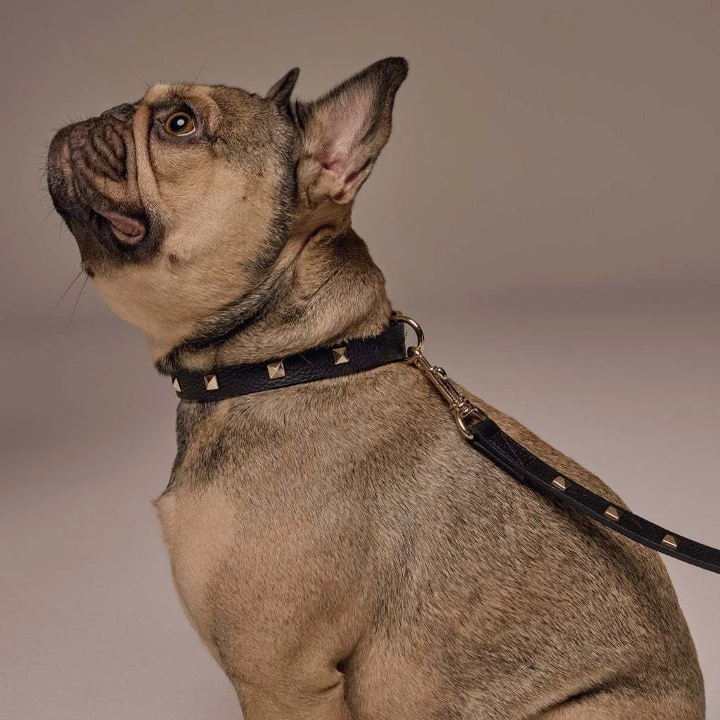 Bandolier 2022 SS Pet Supplies Black/gold X Large 14 Bandolier 2022 SS Pet Supplies Black/gold X Large - Image 14