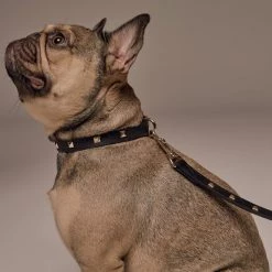 Bandolier SARAH Pet Supplies Black/gold X Small -Bandolier Online Shop org 7058