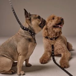 Bandolier SARAH Pet Supplies Black/gold X Small -Bandolier Online Shop org 7065