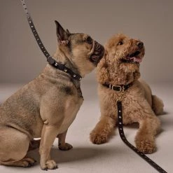 Bandolier SARAH Unisex Studded Street Style Pet Supplies Black/gold X Small -Bandolier Online Shop org 9480